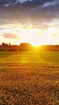 Golden landscape, shining sun, blooming canola field, vertical footage