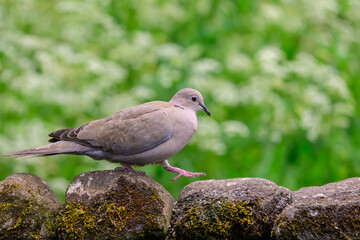 Collard Dove, Streptopelia decaocto, walking across stone wall