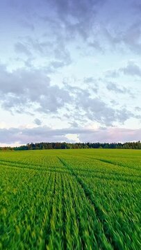 Drone flight over green wheat field, sky with clouds, skyline, vertical background
