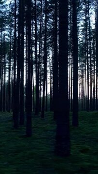 Nature, dense forest with green grass carpet, dirt road, lateral view, vertical reels