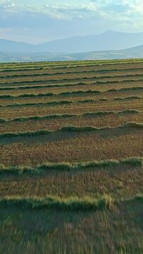 Agricultural scenery, drone flight over rolling field, mountains peak, vertical short video