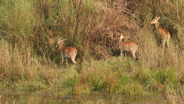 full shot of wild Barasingha or Rucervus duvaucelii or Swamp deer twelve horned herd or group a vulnerable animal family feeding on tall grass in natural floodplains grassland forest habitat of india