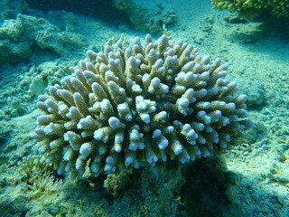 Naklejka na ściany i meble Polyp stony coral Acropora gemmifera undersea, Red Sea, Egypt, Sharm El Sheikh, Nabq Bay