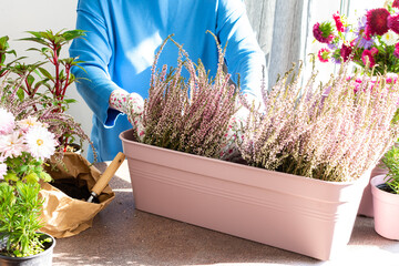 A woman is transplanting common heather or erica into a pot, planting autumn flowers in pots,...
