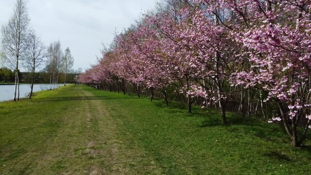 Beautiful cherry trees blooming by the river