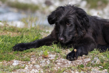 Black dog puppy lying down in the grass, walk outdoors fun