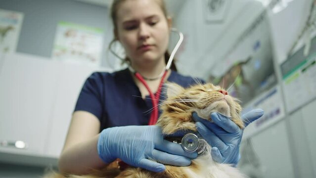 An examination of animals in a veterinary clinic is a complete medical examination, which includes a physical examination, taking an anamnesis, assessing health indicators. High quality 4k footage