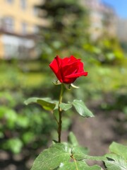 single red rose