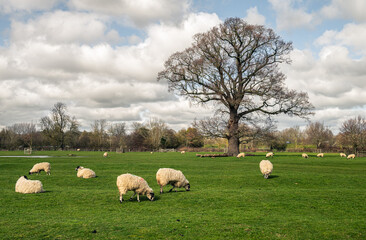Obraz premium Grazing sheeps near a big oak tree in early Spring