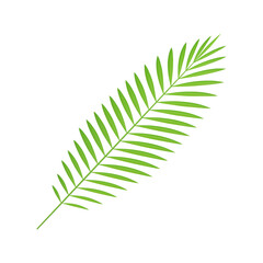 Green fern botanical tree branch nature ecology jungle rainforest paradise plant 3d icon vector