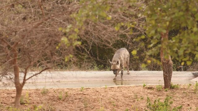 full shot of Striped hyena or hyaena hyaena in action with eye contact quenching thirst or drinking water outdoor wildlife jungle safari in summer season at jhalana forest leopard reserve jaipur india