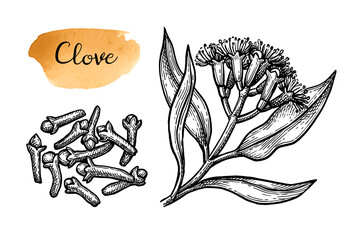 Clove spice ink sketch.