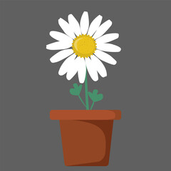 Beautiful daisy on pot, isolated vector illustration, seamless 