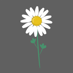 Beautiful daisy flower, isolated vector illustration, seamless