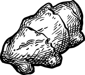 Fresh ginger root ink sketch.