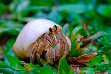 Macro Photography. Closeup Shot of a hermit crab walking on the grass in the city of Bandung - Indonesia