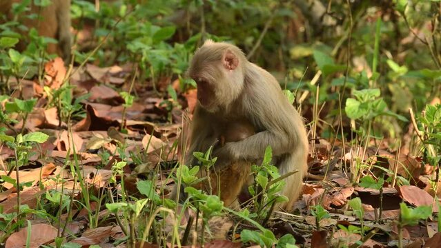 tender moment caring Mother nursing her playful baby closeup. Rhesus macaque or Macaca monkey and new born baby breast feeding moment behavior in natural green background in forest of india
