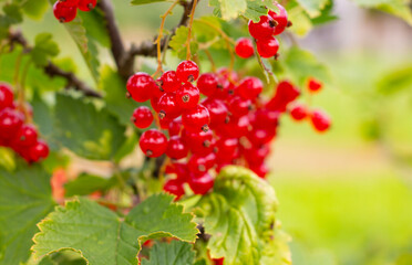 a branch of ripe red currant in the garden on a green background on a warm sunny day