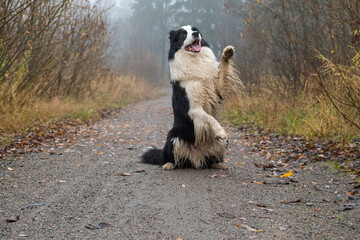 Pet activity. Cute puppy dog border collie jumping in autumn park outdoor. Pet dog on walking in...