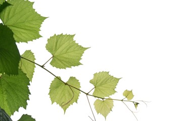 A grape leaves with branches on white isolated background for green foliage backdrop 