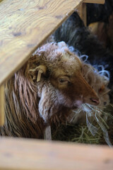 Livestock flock of sheep on Faroe Islands, wool production main export economy