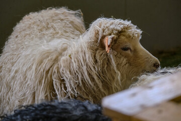 Livestock flock of sheep on Faroe Islands, wool production main export economy