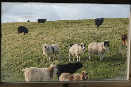 Livestock flock of sheep on Faroe Islands, wool production main export economy