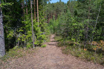 summer forest in estonia