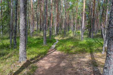 summer forest in estonia