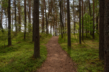 summer forest in estonia