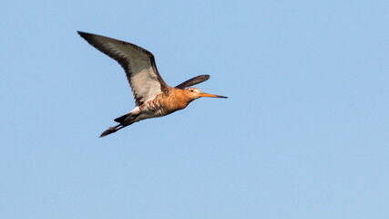 blue heron