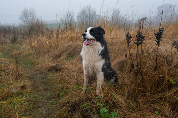 Pet activity. Cute puppy dog border collie sitting in autumn park forest outdoor. Pet dog on walking in foggy autumn fall day. Dog walking. Hello Autumn cold weather concept