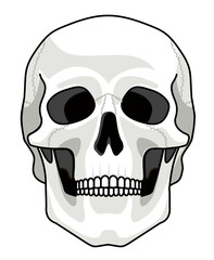Skull bone face. Front view. Skull icon. Black and white cartoon smiling cute human skeleton head isolated on white background, vector illustration. Spooky skeleton dead head sketch