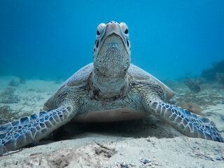 Large sea turtle resting on the seabed in Nouméa, New Calédonia (diving trip near Amédée islet and Amédée Lighthouse)