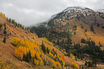Autumn trees on remote hillside, near Silverton, Colorado, United States