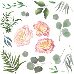 Mix of herbs and plants vector big collection. Juicy eucalyptus, green plants and leaves. All elements are isolated Pink rose, ranunculus, peony. 