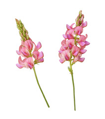 Set of pink flowers of onobrychis isolated on white or transparent background