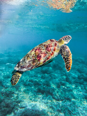 Fototapeta premium Sea turtle swimming underwater in crystal clear ocean and surrounded by reefs in Nouméa, New Caledonia