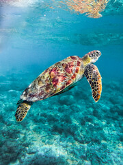 Sea turtle swimming underwater in crystal clear ocean and surrounded by reefs in Nouméa, New Caledonia