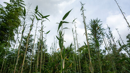 梅雨空に向かって一斉に伸びた竹の子。The bamboo shoots began to grow all at once toward the sky of the rainy season.