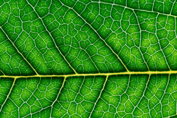 Beautiful Leaf Macro A Captivating CloseUp of Nature's Delicate Beauty