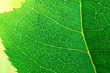 Beautiful Leaf Macro A Captivating CloseUp of Nature's Delicate Beauty