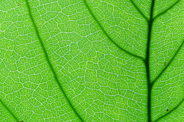 Beautiful Leaf Macro A Captivating CloseUp of Nature's Delicate Beauty