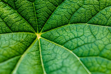 Beautiful Leaf Macro A Captivating CloseUp of Nature's Delicate Beauty