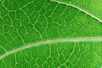 Beautiful Leaf Macro A Captivating CloseUp of Nature's Delicate Beauty