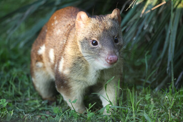 Tiger Quoll