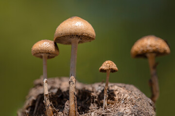 Beautiful close-up of forest fungi (Protostropharia semiglobata, commonly known as dung roundhead, hemispheric fungus or hemispheric stropharia) growing on a horse dung.