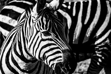 Fototapeta na wymiar Close up of zebra, Serengeti, Tanzania