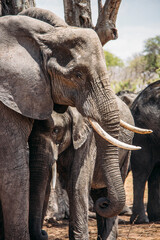 Mother and baby elephant, Chobe National Park, Botswana