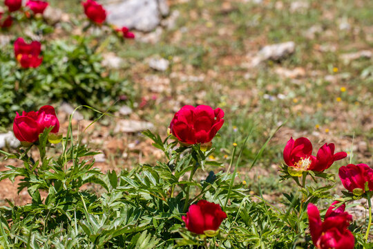 Paeonia anomala , Turkish name is Peony flower . Sipil mountain , Manisa Türkiye .
